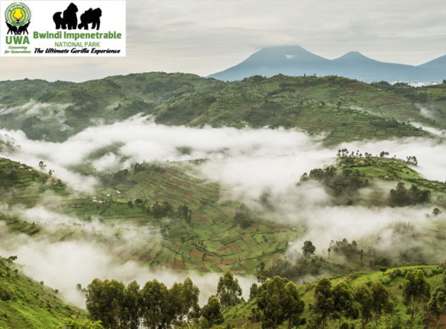 Bwindi National Forest with Uganda Wildlife Authority and Bwindi logos
