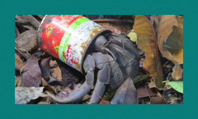 Coenobita brevimanus) using an discarded metal tomato paste can instead of a natural snail shell.