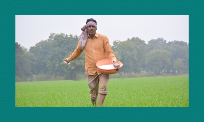A person standing in a green agricultural field spreads white granules from an orange container. They wear an orange shirt, rolled-up trousers, and a cloth wrapped around their head, with trees and a cloudy sky in the background.